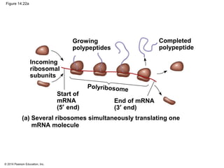 © 2014 Pearson Education, Inc.
Figure 14.22a
Incoming
ribosomal
subunits
(a) Several ribosomes simultaneously translating one
mRNA molecule
Start of
mRNA
(5′ end)
End of mRNA
(3′ end)
Growing
polypeptides
Completed
polypeptide
Polyribosome
 