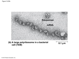 © 2014 Pearson Education, Inc.
Figure 14.22b
(b) A large polyribosome in a bacterial
cell (TEM)
Ribosomes
mRNA
0.1 µm
 
