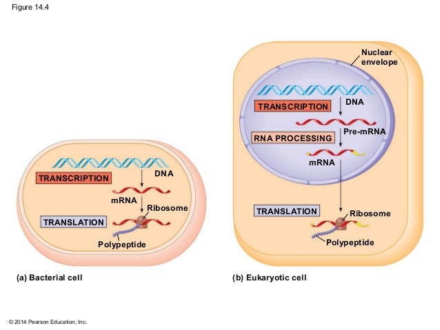 biology in focus chapter 14