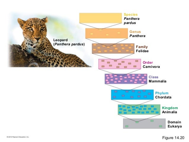 Leopard Panthera Pardus Classification Wild Cat Family