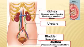 Kidney
(Removes wastes from the
blood using lots of tiny
filters)
Ureters
Bladder
(Stores urine)
Urethra
(Passes out urine when bladder is