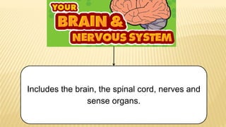Includes the brain, the spinal cord, nerves and
sense organs.