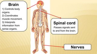 Brain
1) Controls body
organs.
2) Coordinates
muscle movement.
3) Interprets
information from
sense organs.
Spinal cord
Passes signals sent
to and from the brain.
Nerves