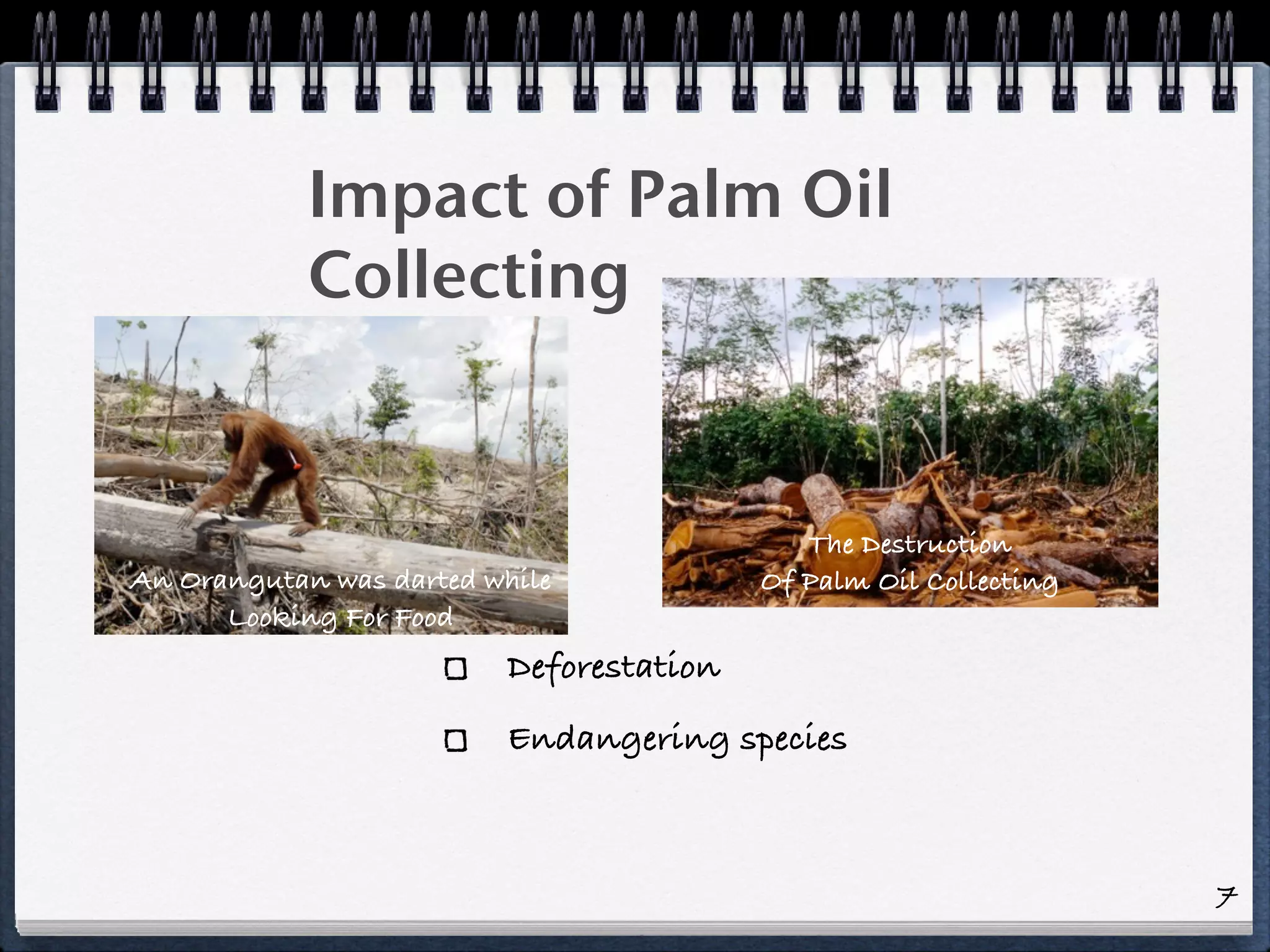 Impact of Palm Oil
Collecting
The Destruction
An Orangutan was darted while Of Palm Oil Collecting
Looking For Food
Deforestation
Endangering species
7