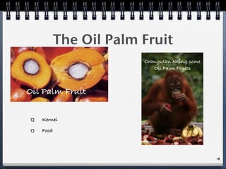 The Oil Palm Fruit
Orangutan eating some
Oil Palm Fruits
Oil Palm Fruit
Kernel
Food
4