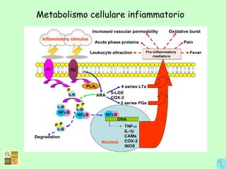 Metabolismo cellulare infiammatorio
 