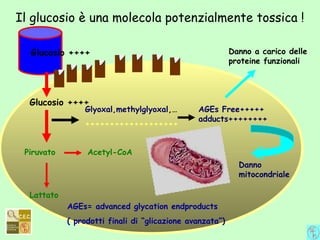 Il glucosio è una molecola potenzialmente tossica !
Glucosio ++++
Glucosio ++++
Piruvato Acetyl-CoA
Lattato
Glyoxal,methylglyoxal,…
+++++++++++++++++++
AGEs Free+++++
adducts++++++++
Danno a carico delle
proteine funzionali
Danno
mitocondriale
AGEs= advanced glycation endproducts
( prodotti finali di “glicazione avanzata”)
 