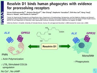 Resolvin D1
Mono/MΦ
↑ Phagocytosis
ALX GPR32
COOH
HO
HO
OH
ALX GPR32
PMN
↓ Actin Polymerization
↓ LTB4 Stimulated CD11b
upregulation
No Ca2+
, No cAMP
 