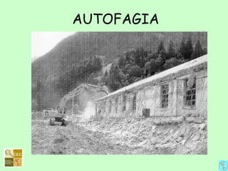 AUTOFAGIA
 
