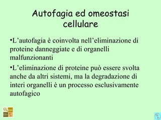 Autofagia ed omeostasi
cellulare
•L’autofagia è coinvolta nell’eliminazione di
proteine danneggiate e di organelli
malfunzionanti
•L’eliminazione di proteine può essere svolta
anche da altri sistemi, ma la degradazione di
interi organelli è un processo esclusivamente
autofagico
 