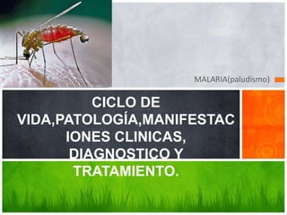 MALARIA(paludismo)
CICLO DE
VIDA,PATOLOGÍA,MANIFESTAC
IONES CLINICAS,
DIAGNOSTICO Y
TRATAMIENTO.
 