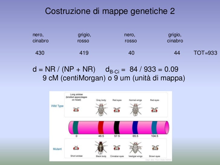 La Mappa Concettuale