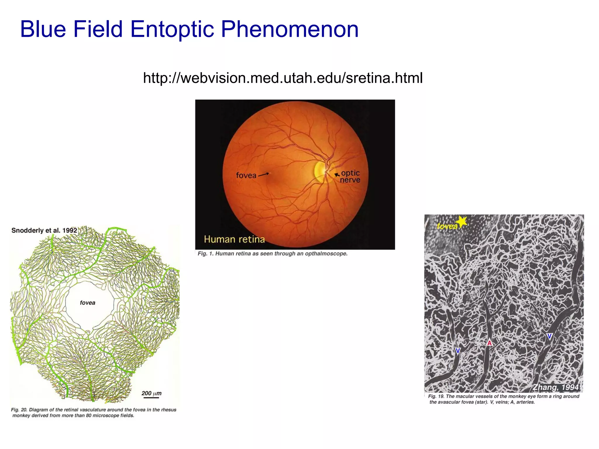 Blue Field Entoptic Phenomenon http://webvision.med.utah.edu/sretina.html 