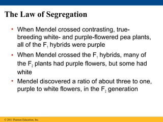 The Law of Segregation
     • When Mendel crossed contrasting, true-
       breeding white- and purple-flowered pea plants,
       all of the F1 hybrids were purple
     • When Mendel crossed the F1 hybrids, many of
       the F2 plants had purple flowers, but some had
       white
     • Mendel discovered a ratio of about three to one,
       purple to white flowers, in the F2 generation



© 2011 Pearson Education, Inc.
 