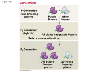 Figure 14.3-3
                EXPERIMENT


                P Generation
                (true-breeding
                    parents)          Purple      White
                                      flowers    flowers



                F1 Generation
                   (hybrids)
                                  All plants had purple flowers
                      Self- or cross-pollination



                F2 Generation



                                 705 purple-     224 white
                                  flowered       flowered
                                    plants         plants
 