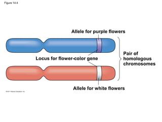 Figure 14.4




                             Allele for purple flowers



                                                     Pair of
              Locus for flower-color gene            homologous
                                                     chromosomes




                              Allele for white flowers
 