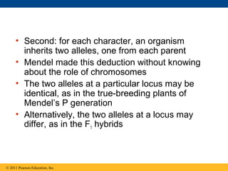 • Second: for each character, an organism
       inherits two alleles, one from each parent
     • Mendel made this deduction without knowing
       about the role of chromosomes
     • The two alleles at a particular locus may be
       identical, as in the true-breeding plants of
       Mendel’s P generation
     • Alternatively, the two alleles at a locus may
       differ, as in the F1 hybrids



© 2011 Pearson Education, Inc.
 