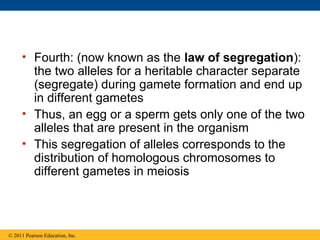 • Fourth: (now known as the law of segregation):
       the two alleles for a heritable character separate
       (segregate) during gamete formation and end up
       in different gametes
     • Thus, an egg or a sperm gets only one of the two
       alleles that are present in the organism
     • This segregation of alleles corresponds to the
       distribution of homologous chromosomes to
       different gametes in meiosis



© 2011 Pearson Education, Inc.
 