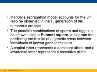 • Mendel’s segregation model accounts for the 3:1
       ratio he observed in the F2 generation of his
       numerous crosses
     • The possible combinations of sperm and egg can
       be shown using a Punnett square, a diagram for
       predicting the results of a genetic cross between
       individuals of known genetic makeup
     • A capital letter represents a dominant allele, and a
       lowercase letter represents a recessive allele



© 2011 Pearson Education, Inc.
 