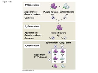 Figure 14.5-3

                P Generation


                Appearance:     Purple flowers White flowers
                Genetic makeup:        PP            pp
                Gametes:                 P         p



                F1 Generation

                Appearance:                 Purple flowers
                Genetic makeup:                   Pp
                Gametes:
                                        1
                                          /2 P        1
                                                       /2 p

                                    Sperm from F1 (Pp) plant
                F2 Generation                   P         p

                                        P
                        Eggs from               PP        Pp
                        F1 (Pp) plant
                                        p
                                                Pp        pp

                                            3        :1
 