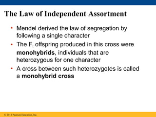 The Law of Independent Assortment
     • Mendel derived the law of segregation by
       following a single character
     • The F1 offspring produced in this cross were
       monohybrids, individuals that are
       heterozygous for one character
     • A cross between such heterozygotes is called
       a monohybrid cross




© 2011 Pearson Education, Inc.
 