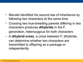 • Mendel identified his second law of inheritance by
       following two characters at the same time
     • Crossing two true-breeding parents differing in two
       characters produces dihybrids in the F1
       generation, heterozygous for both characters
     • A dihybrid cross, a cross between F1 dihybrids,
       can determine whether two characters are
       transmitted to offspring as a package or
       independently


© 2011 Pearson Education, Inc.
 
