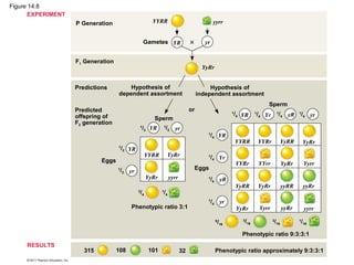 Figure 14.8
      EXPERIMENT
                   P Generation                       YYRR                                  yyrr


                                                   Gametes YR                          yr


                   F1 Generation
                                                                                      YyRr


                   Predictions         Hypothesis of                                     Hypothesis of
                                   dependent assortment                             independent assortment
                                                                                                                          Sperm
                   Predicted                                                   or
                   offspring of                                                                        /4 YR
                                                                                                       1
                                                                                                                   /4 Yr
                                                                                                                   1               1
                                                                                                                                       /4 yR   1
                                                                                                                                                   /4 yr
                                                       Sperm
                   F2 generation
                                               1
                                                   /2 YR       /2 yr
                                                               1

                                                                                        1
                                                                                            /4 YR
                                                                                                           YYRR        YYRr             YyRR       YyRr
                                   1
                                       /2 YR
                                                    YYRR           YyRr                 1
                                                                                            /4 Yr
                            Eggs                                                                           YYRr        YYrr                        Yyrr
                                                                                                                                        YyRr
                                   1
                                    /2 yr                                       Eggs
                                                    YyRr           yyrr                 1
                                                                                            /4 yR
                                                                                                           YyRR        YyRr             yyRR       yyRr
                                               /4
                                               3
                                                           /4
                                                           1

                                                                                        1
                                                                                            /4 yr
                                          Phenotypic ratio 3:1                                             YyRr        Yyrr             yyRr       yyrr

                                                                                             9
                                                                                                 /16         /16
                                                                                                             3                3
                                                                                                                                  /16          /16
                                                                                                                                               1



                                                                                                             Phenotypic ratio 9:3:3:1
     RESULTS
                      315          108               101                  32                 Phenotypic ratio approximately 9:3:3:1
 