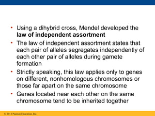 • Using a dihybrid cross, Mendel developed the
       law of independent assortment
     • The law of independent assortment states that
       each pair of alleles segregates independently of
       each other pair of alleles during gamete
       formation
     • Strictly speaking, this law applies only to genes
       on different, nonhomologous chromosomes or
       those far apart on the same chromosome
     • Genes located near each other on the same
       chromosome tend to be inherited together
© 2011 Pearson Education, Inc.
 
