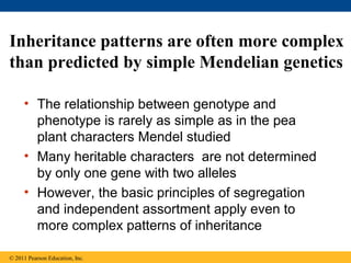 Inheritance patterns are often more complex
than predicted by simple Mendelian genetics

     • The relationship between genotype and
       phenotype is rarely as simple as in the pea
       plant characters Mendel studied
     • Many heritable characters are not determined
       by only one gene with two alleles
     • However, the basic principles of segregation
       and independent assortment apply even to
       more complex patterns of inheritance

© 2011 Pearson Education, Inc.
 