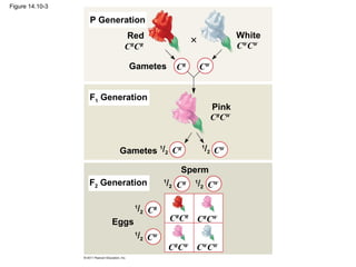 Figure 14.10-3

                 P Generation
                        Red                                    White
                        CRCR                                   CWCW

                         Gametes          CR       CW


                 F1 Generation
                                                        Pink
                                                        CRCW


                       Gametes 1/2 CR              /2 CW
                                                   1



                                           Sperm
                 F2 Generation       /2 CR
                                     1
                                               /2 CW
                                               1




                             /2 CR
                             1


                      Eggs               CRCR CRCW
                             /2 CW
                             1

                                         CRCW CWCW
 