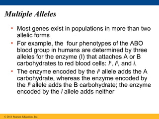 Multiple Alleles
     • Most genes exist in populations in more than two
       allelic forms
     • For example, the four phenotypes of the ABO
       blood group in humans are determined by three
       alleles for the enzyme (I) that attaches A or B
       carbohydrates to red blood cells: IA, IB, and i.
     • The enzyme encoded by the IA allele adds the A
       carbohydrate, whereas the enzyme encoded by
       the IB allele adds the B carbohydrate; the enzyme
       encoded by the i allele adds neither


© 2011 Pearson Education, Inc.
 