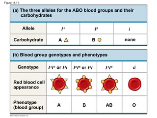 Figure 14.11


       (a) The three alleles for the ABO blood groups and their
           carbohydrates

               Allele            IA                 IB           i

       Carbohydrate          A                  B               none


       (b) Blood group genotypes and phenotypes

          Genotype      IAIA or IAi   IBIB or IBi        IAIB        ii


       Red blood cell
       appearance


       Phenotype
                             A             B             AB          O
       (blood group)
 