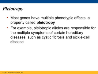 Pleiotropy
     • Most genes have multiple phenotypic effects, a
       property called pleiotropy
     • For example, pleiotropic alleles are responsible for
       the multiple symptoms of certain hereditary
       diseases, such as cystic fibrosis and sickle-cell
       disease




© 2011 Pearson Education, Inc.
 