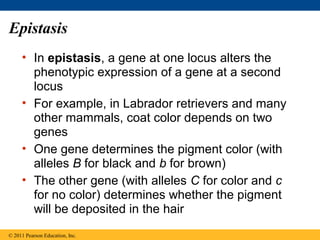 Epistasis
     • In epistasis, a gene at one locus alters the
       phenotypic expression of a gene at a second
       locus
     • For example, in Labrador retrievers and many
       other mammals, coat color depends on two
       genes
     • One gene determines the pigment color (with
       alleles B for black and b for brown)
     • The other gene (with alleles C for color and c
       for no color) determines whether the pigment
       will be deposited in the hair
© 2011 Pearson Education, Inc.
 