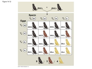 Figure 14.12



                                           BbEe              BbEe

                             Sperm
                             1
                               /4 BE         1
                                                 /4   bE     1
                                                              /4   Be     /4
                                                                          1
                                                                                be
               Eggs
               1
                   /4   BE
                             BBEE           BbEE            BBEe         BbEe


               1
                   /4   bE
                             BbEE           bbEE            BbEe         bbEe


               1
                   /4   Be
                             BBEe           BbEe            BBee         Bbee


               1
                   /4   be
                             BbEe           bbEe            Bbee         bbee




                                       9              : 3          : 4
 