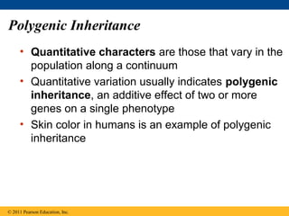 Polygenic Inheritance
     • Quantitative characters are those that vary in the
       population along a continuum
     • Quantitative variation usually indicates polygenic
       inheritance, an additive effect of two or more
       genes on a single phenotype
     • Skin color in humans is an example of polygenic
       inheritance




© 2011 Pearson Education, Inc.
 