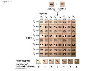 Figure 14.13



                                                          AaBbCc               AaBbCc

                                            Sperm
                                             1
                                              /8 1/8       1
                                                               /8    1
                                                                         /8       1
                                                                                    /8    1
                                                                                              /8    1
                                                                                                        /8     1
                                                                                                                   /8
                               1
                                   /8
                               1
                                   /8
                               1
                                   /8
                               1
                                   /8
                        Eggs   1
                                   /8
                               1
                                   /8
                               1
                                   /8
                               1
                                   /8


               Phenotypes:              /64
                                        1       6
                                                    /64    15
                                                               /64        20
                                                                              /64        15
                                                                                              /64       6
                                                                                                         /64            1
                                                                                                                            /64
               Number of
               dark-skin alleles:           0       1          2              3           4              5              6
 