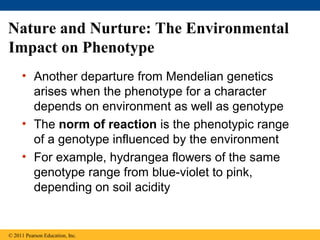Nature and Nurture: The Environmental
Impact on Phenotype
     • Another departure from Mendelian genetics
       arises when the phenotype for a character
       depends on environment as well as genotype
     • The norm of reaction is the phenotypic range
       of a genotype influenced by the environment
     • For example, hydrangea flowers of the same
       genotype range from blue-violet to pink,
       depending on soil acidity


© 2011 Pearson Education, Inc.
 