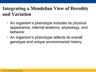 Integrating a Mendelian View of Heredity
and Variation
     • An organism’s phenotype includes its physical
       appearance, internal anatomy, physiology, and
       behavior
     • An organism’s phenotype reflects its overall
       genotype and unique environmental history




© 2011 Pearson Education, Inc.
 