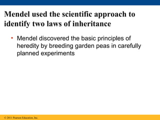 Mendel used the scientific approach to
identify two laws of inheritance
     • Mendel discovered the basic principles of
       heredity by breeding garden peas in carefully
       planned experiments




© 2011 Pearson Education, Inc.
 