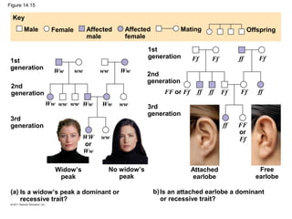 Figure 14.15

  Key
       Male     Female        Affected    Affected            Mating                     Offspring
                              male        female

                                                 1st
                                                 generation        Ff     Ff        ff      Ff
 1st
 generation              ww       ww     Ww
                 Ww                              2nd
                                                 generation
 2nd
 generation                                             FF or Ff    ff   ff    Ff   Ff      ff
               Ww ww ww Ww        Ww     ww      3rd
                                                 generation
 3rd
 generation                                                                    ff   FF
                                                                                    or
                           WW     ww                                                Ff
                           or
                           Ww

                 Widow’s            No widow’s                     Attached                 Free
                  peak                 peak                         earlobe                earlobe

 (a) Is a widow’s peak a dominant or                 b) Is an attached earlobe a dominant
     recessive trait?                                   or recessive trait?
 