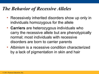 The Behavior of Recessive Alleles
     • Recessively inherited disorders show up only in
       individuals homozygous for the allele
     • Carriers are heterozygous individuals who
       carry the recessive allele but are phenotypically
       normal; most individuals with recessive
       disorders are born to carrier parents
     • Albinism is a recessive condition characterized
       by a lack of pigmentation in skin and hair




© 2011 Pearson Education, Inc.
 