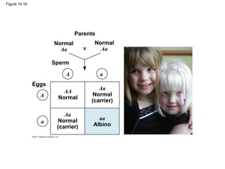 Figure 14.16




                               Parents
                      Normal         Normal
                        Aa             Aa

                      Sperm

                          A              a
               Eggs
                                       Aa
                         AA
                 A                   Normal
                       Normal
                                    (carrier)

                          Aa
                       Normal          aa
                 a                   Albino
                       (carrier)
 