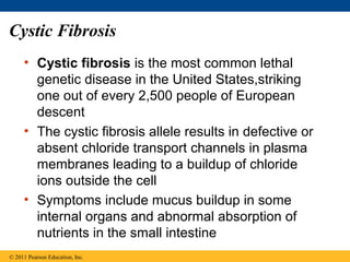 Cystic Fibrosis
     • Cystic fibrosis is the most common lethal
       genetic disease in the United States,striking
       one out of every 2,500 people of European
       descent
     • The cystic fibrosis allele results in defective or
       absent chloride transport channels in plasma
       membranes leading to a buildup of chloride
       ions outside the cell
     • Symptoms include mucus buildup in some
       internal organs and abnormal absorption of
       nutrients in the small intestine
© 2011 Pearson Education, Inc.
 