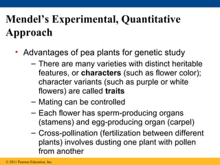 Mendel’s Experimental, Quantitative
Approach
     • Advantages of pea plants for genetic study
                – There are many varieties with distinct heritable
                  features, or characters (such as flower color);
                  character variants (such as purple or white
                  flowers) are called traits
                – Mating can be controlled
                – Each flower has sperm-producing organs
                  (stamens) and egg-producing organ (carpel)
                – Cross-pollination (fertilization between different
                  plants) involves dusting one plant with pollen
                  from another
© 2011 Pearson Education, Inc.
 