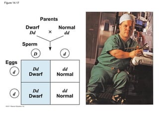 Figure 14.17




                        Parents
                Dwarf             Normal
                 Dd                 dd

               Sperm

                  D                d
 Eggs
                  Dd            dd
      d          Dwarf        Normal


                  Dd            dd
      d          Dwarf        Normal
 