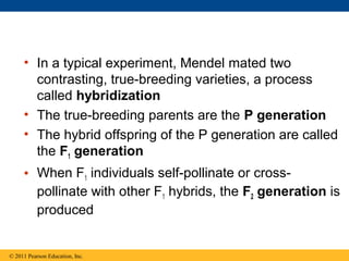 • In a typical experiment, Mendel mated two
       contrasting, true-breeding varieties, a process
       called hybridization
     • The true-breeding parents are the P generation
     • The hybrid offspring of the P generation are called
       the F1 generation
     • When F1 individuals self-pollinate or cross-
       pollinate with other F1 hybrids, the F2 generation is
       produced


© 2011 Pearson Education, Inc.
 