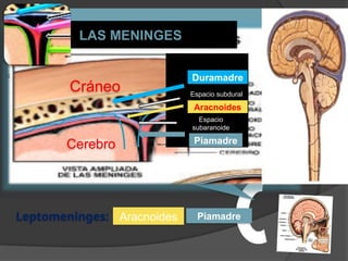 LAS MENINGES
Piamadre
Cerebro
Espacio
subaranoide
Aracnoides
Cráneo
Duramadre
Espacio subdural
Leptomeninges: Aracnoides Piamadre
 