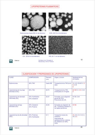 LIPOPROTEINAS PLASMATICAS




                  Quilomicrones (hasta 500 nm de diámetro)             VLDL (28-70 nm de diámetro)




                        LDL (20-25 nm de diámetro)                     HDL (8-11 nm de diámetro)


        TEMA 24                                   De Nelson et al. Principles of                                                 19
                                                  Biochemistry. 4th Ed. Freeman




                        CLASIFICACION Y PROPIEDADES DE LIPOPROTEINAS
CLASE                            COMPOSICION                    Diametro           Origen y función               Apolipoproteínas
                                                                (nm)                                              principales


Quilomicrones                    90% TAG                        Hasta 500          Transporte de los TAG de la    A-I, A-II, B-48 C-I, C-
                                                                                   dieta                          II, C-III
                                                                                                                  E

Lipoproteínas de muy baja        65% TAG                        28-70              Transporte de los TAG          B-100 C-I, C-II, C-III
densidad (VLDL)                                                                    sintetizados en el hígado      E


Lipoproteínas de densidad        35% Fosfolípidos               25-27              Formadas por la digestión      B-100, C-III
intermedia (IDL)                 25% Colesterol                                    parcial de VLDL.               E
                                                                                   Precursores de LDL


Lipoproteínas de baja            50% Colesterol                 20-25              Formadas por digestión de      B-100
densidad (LDL)                   25% Proteína                                      IDL. Transporta colesterol a
                                                                                   los tejidos periféricos




Lipoproteínas de alta densidad   55% Proteínas                  8-11               Transporte reverso de          A-I, A-II, C-I, C-II, C-
(HDL)                            25% Fosfolípidos                                  colesterol                     III, D, E
                                                                                   Intercambio de
                                                                                   apolipoproteínas y ésteres
                                                                                   de colesterol con QM y
                                                                                   VLDL


        TEMA 24
                                                                                                                                 20
 