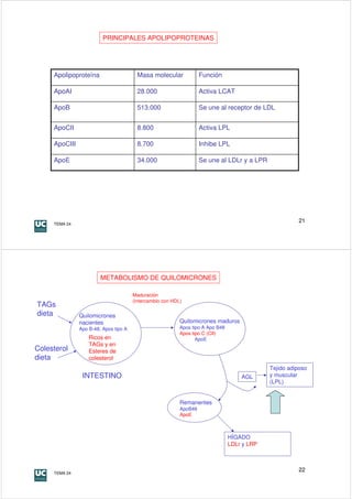 PRINCIPALES APOLIPOPROTEINAS




     Apolipoproteína                    Masa molecular              Función

     ApoAI                              28.000                      Activa LCAT

     ApoB                               513.000                     Se une al receptor de LDL


     ApoCII                             8.800                       Activa LPL

     ApoCIII                            8.700                       Inhibe LPL

     ApoE                               34.000                      Se une al LDLr y a LPR




     TEMA 24
                                                                                                         21




                        METABOLISMO DE QUILOMICRONES

                                       Maduración
                                       (intercambio con HDL)
TAGs
dieta          Quilomicrones
               nacientes                                   Quilomicrones maduros
               Apo B-48, Apos tipo A                       Apos tipo A Apo B48
                                                           Apos tipo C (CII)
                   Ricos en                                       ApoE
                   TAGs y en
Colesterol         Esteres de
dieta              colesterol
                                                                                              Tejido adiposo
                INTESTINO                                                            AGL      y muscular
                                                                                              (LPL)


                                                           Remanentes
                                                           ApoB48
                                                           ApoE



                                                                                 HÍGADO
                                                                                 LDLr y LRP



     TEMA 24
                                                                                                         22
 